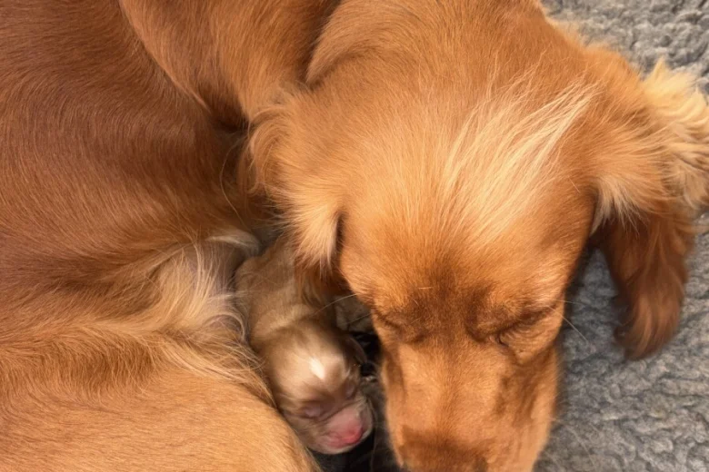 Cocker Spaniel (Working)
