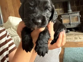 Cocker Spaniel (Working)