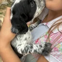 Cocker Spaniel (Working)