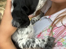 Cocker Spaniel (Working)