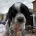 Cocker Spaniel (Working)