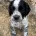 Cocker Spaniel (Working)