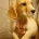 Cocker Spaniel (Working)