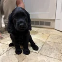 Cocker Spaniel (Working)