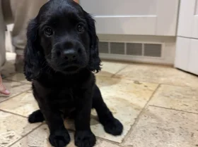 Cocker Spaniel (Working)