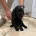 Cocker Spaniel (Working)