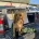 Cocker Spaniel (Working)
