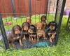 Cocker Spaniel (Working)