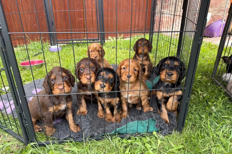 Cocker Spaniel (Working)