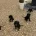Cocker Spaniel (Working)