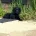Cocker Spaniel (Working)