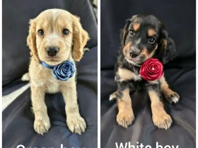 Cocker Spaniel (Working)