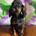Cocker Spaniel (Working)