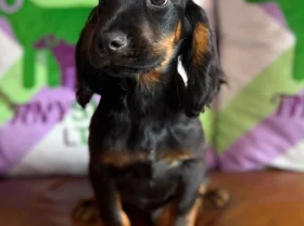 Cocker Spaniel (Working)