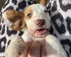 Cocker Spaniel (Working)