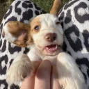 Cocker Spaniel (Working)
