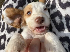 Cocker Spaniel (Working)