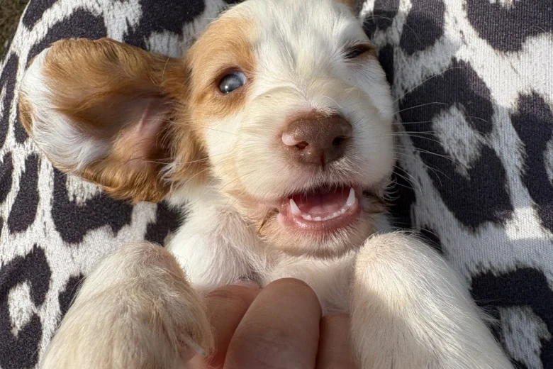 Cocker Spaniel (Working)