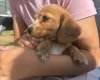 Cocker Spaniel (Working)