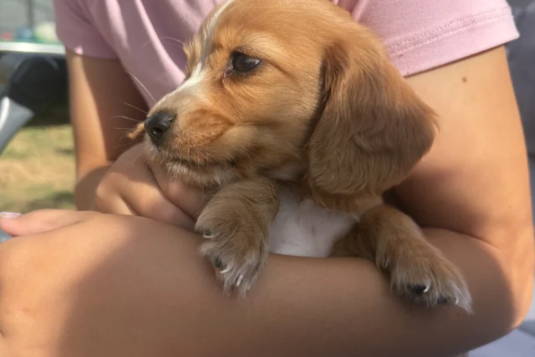 Cocker Spaniel (Working)