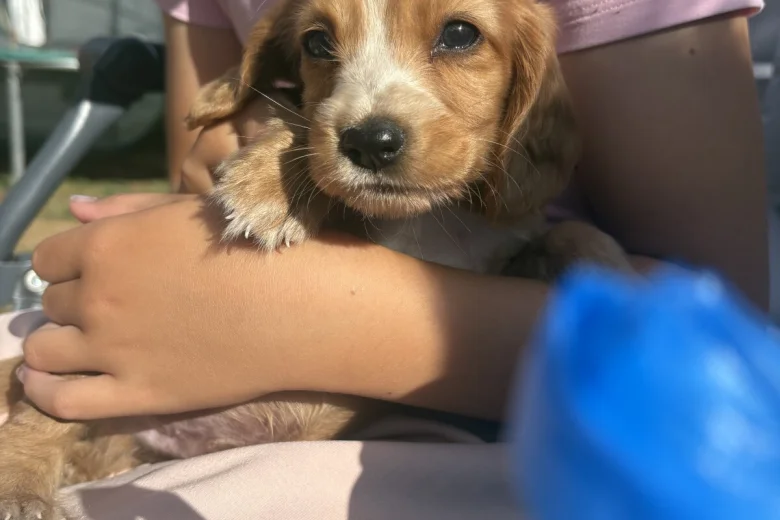 Cocker Spaniel (Working)