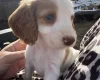 Cocker Spaniel (Working)