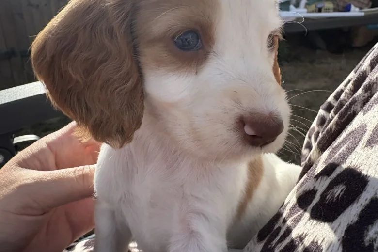 Cocker Spaniel (Working)