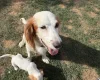 Cocker Spaniel (Working)