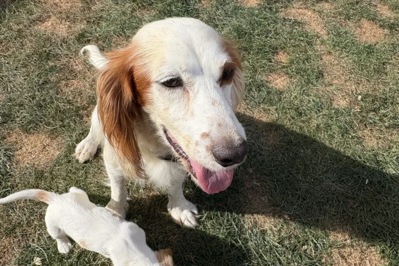 Cocker Spaniel (Working)