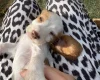 Cocker Spaniel (Working)