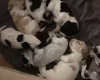 Cocker Spaniel (Working)