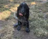 Cocker Spaniel (Working)