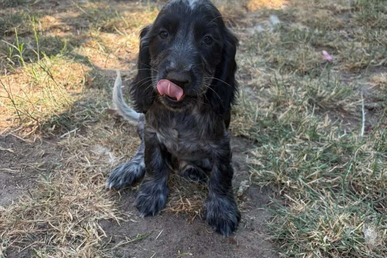 Cocker Spaniel (Working)