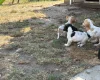 Cocker Spaniel (Working)