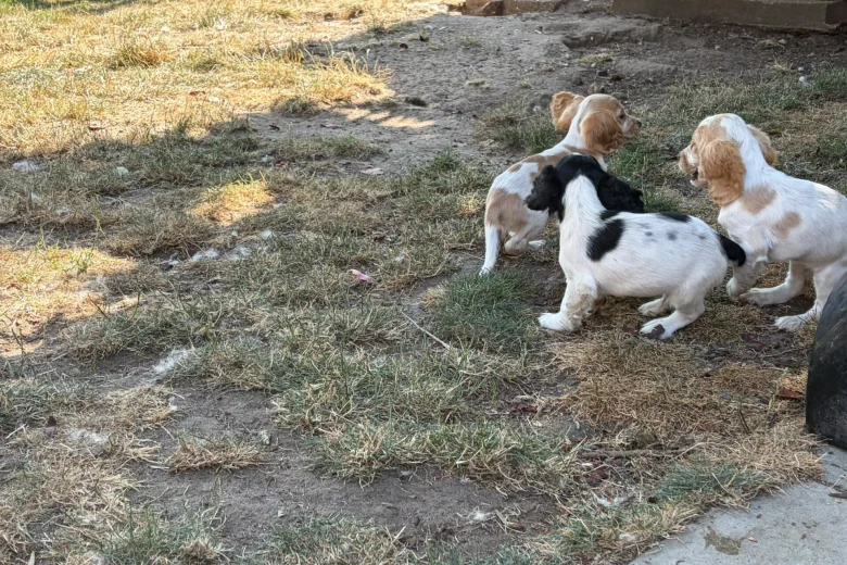 Cocker Spaniel (Working)