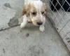 Cocker Spaniel (Working)