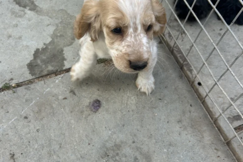 Cocker Spaniel (Working)