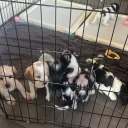 Cocker Spaniel (Working)