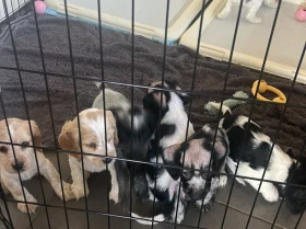 Cocker Spaniel (Working)