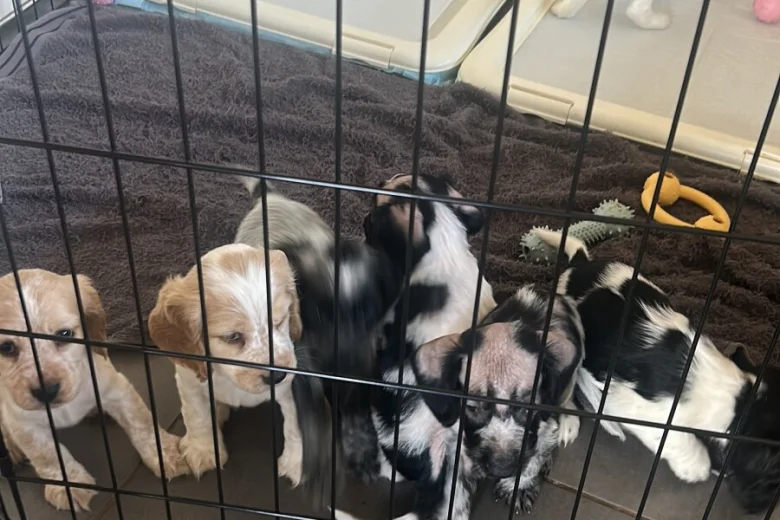 Cocker Spaniel (Working)