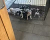 Cocker Spaniel (Working)