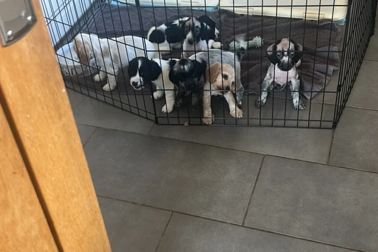 Cocker Spaniel (Working)