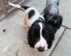 Cocker Spaniel (Working)
