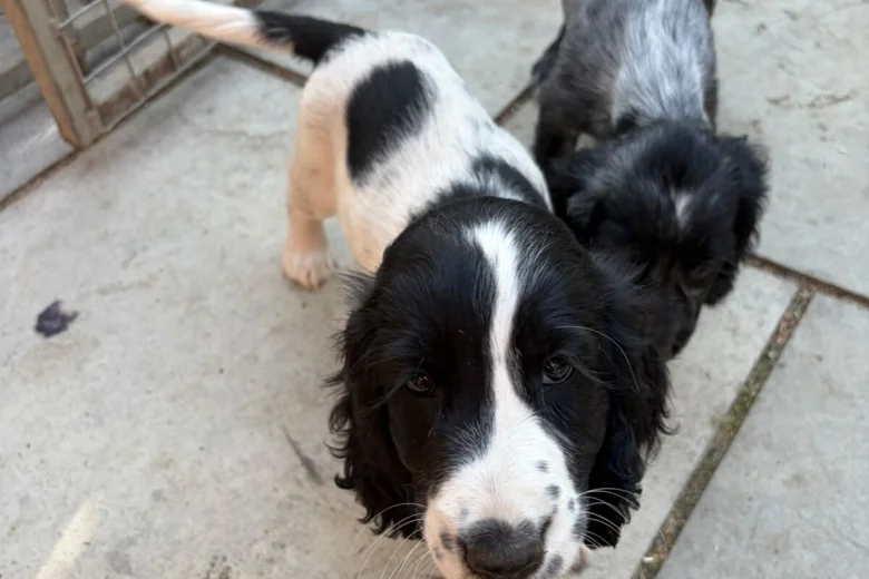 Cocker Spaniel (Working)