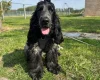 Cocker Spaniel (Working)