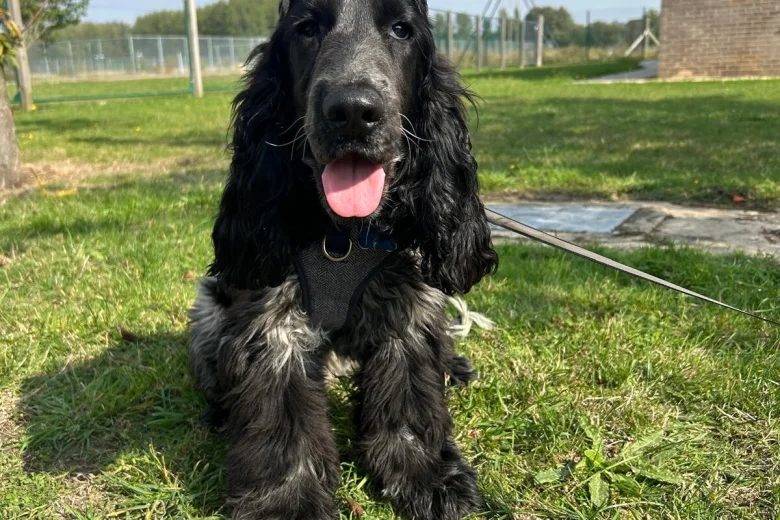 Cocker Spaniel (Working)