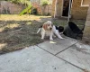 Cocker Spaniel (Working)