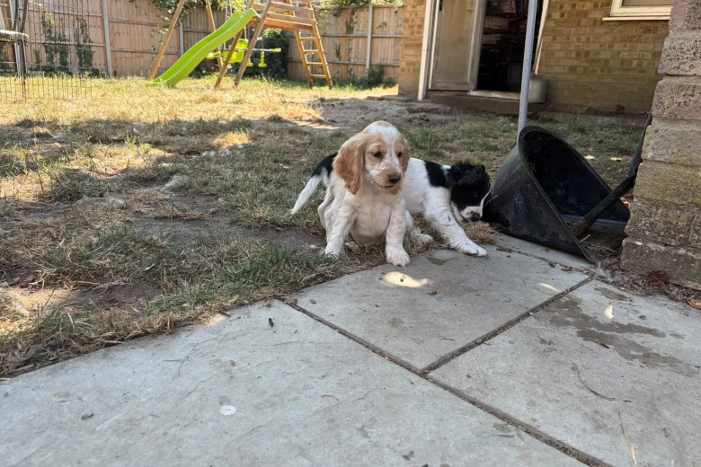 Cocker Spaniel (Working)