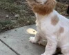 Cocker Spaniel (Working)
