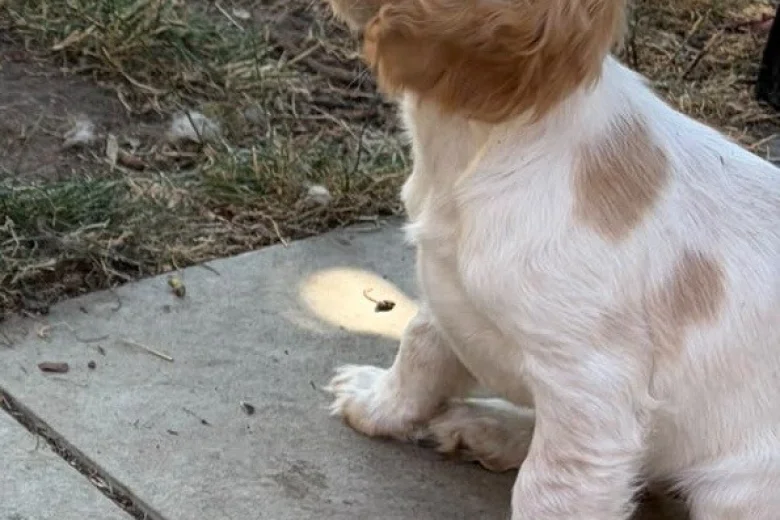 Cocker Spaniel (Working)